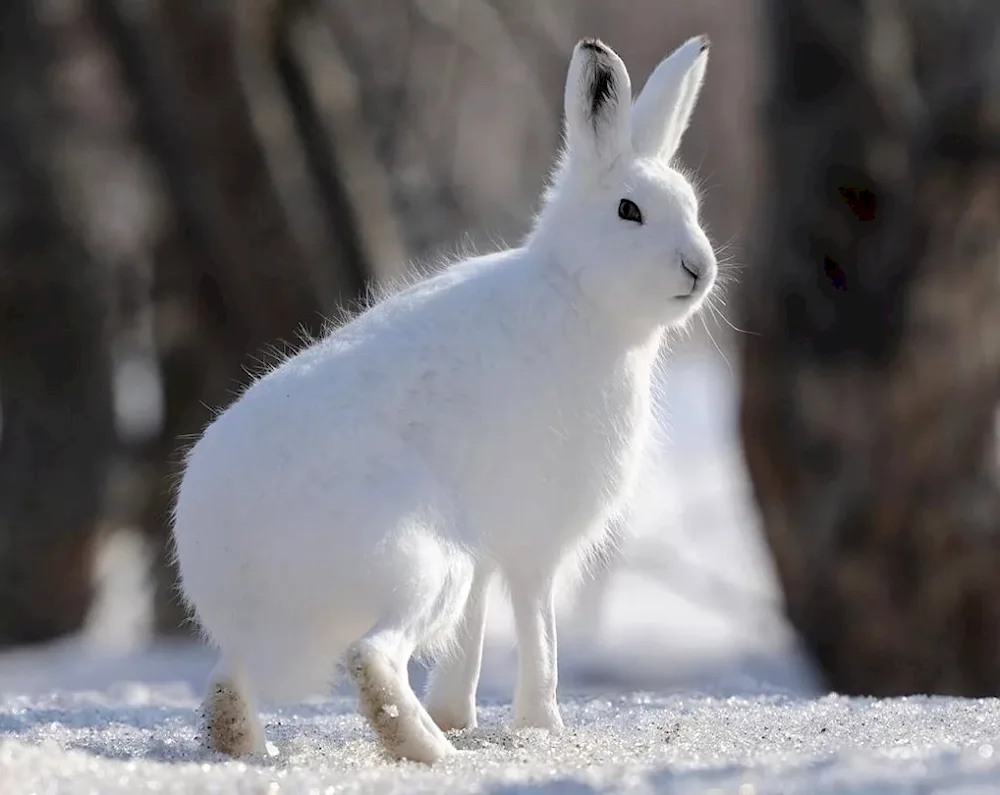 Hare Squirrel's range