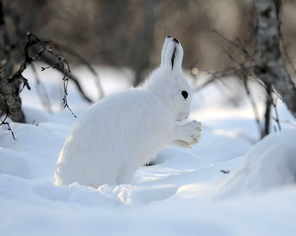 Belak in the forest tundra