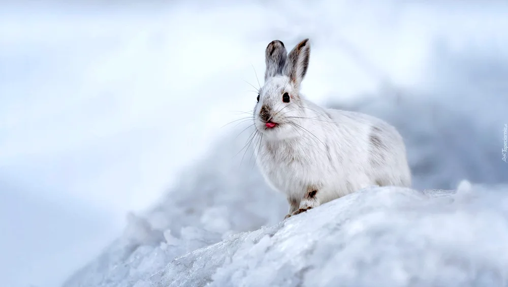 Arctic Squirrel