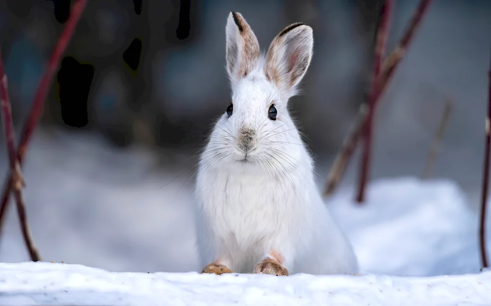 Hare Squirrel White