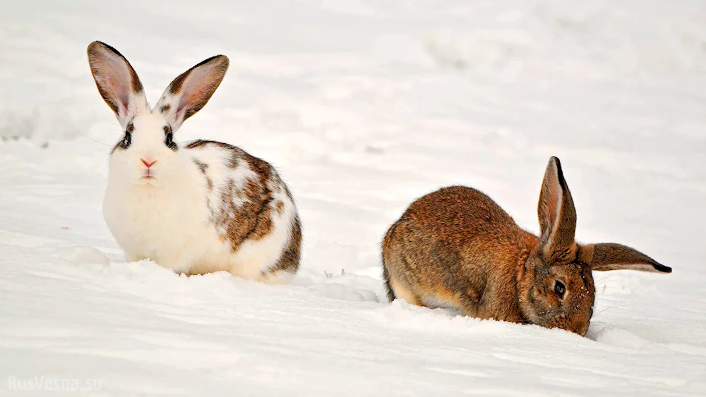 Barguzinsky reserve Hare Squirrel Squirrel Squirrel Kivach