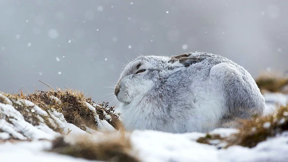 Rabbit in the tundra