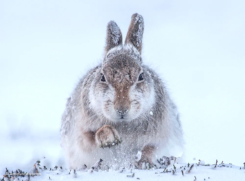 Arctic hare Kirk the snow