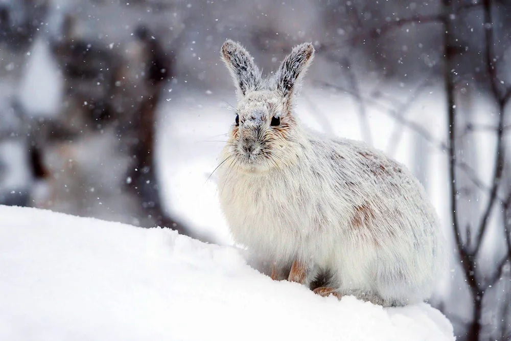 Hare in winter