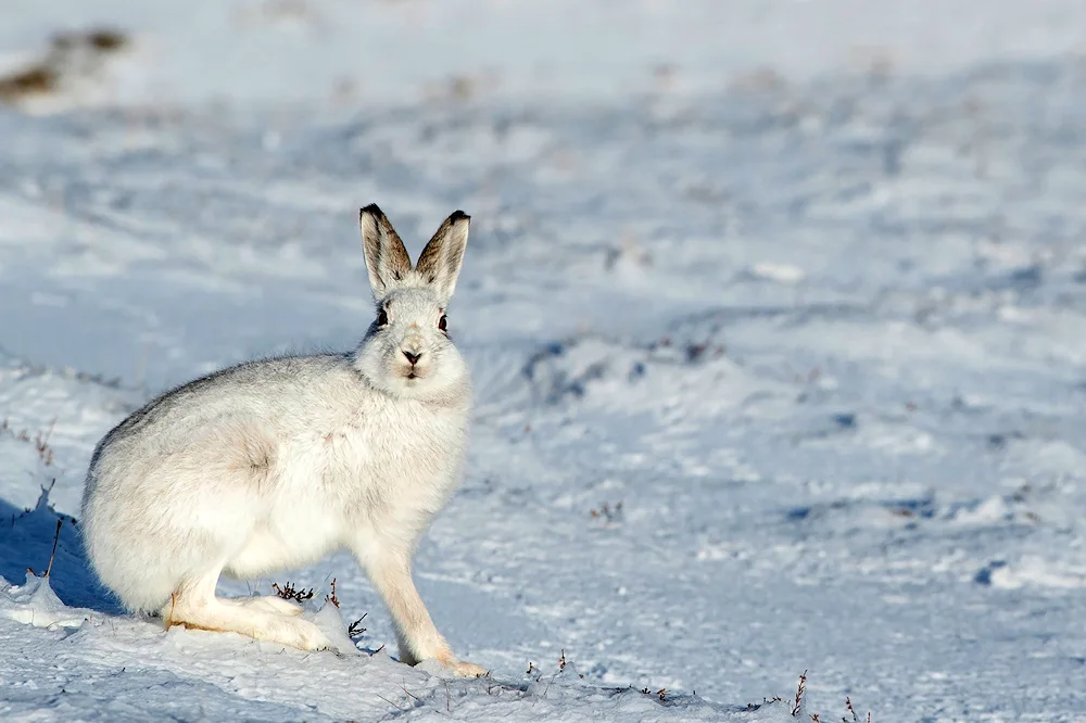 Belyak hare winter