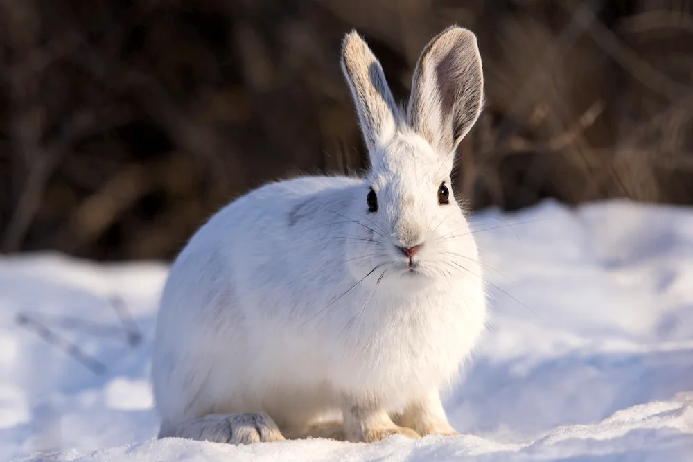 Hare Squirrel in the tundra