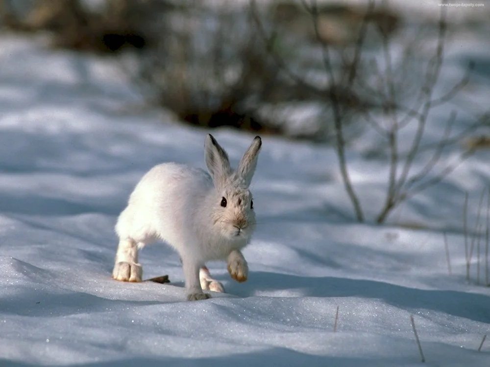 Hare Squirrel Squirrel white