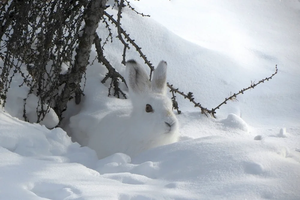 Hare Squirrel winter forest