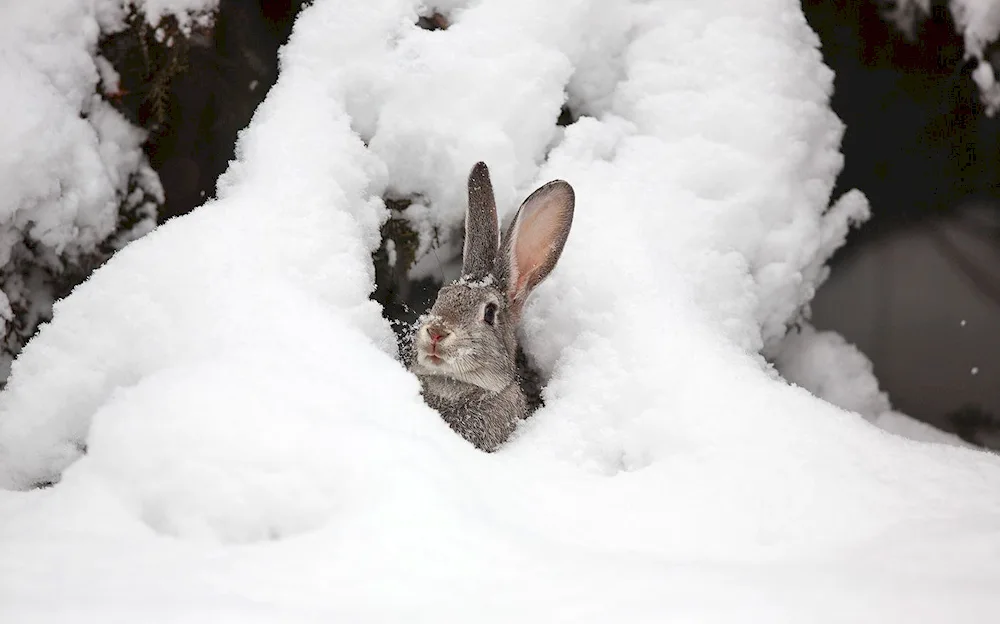 Hare Squirrel Squirrel Arctic Hare Squirrel Squirrel in the tundra tundra