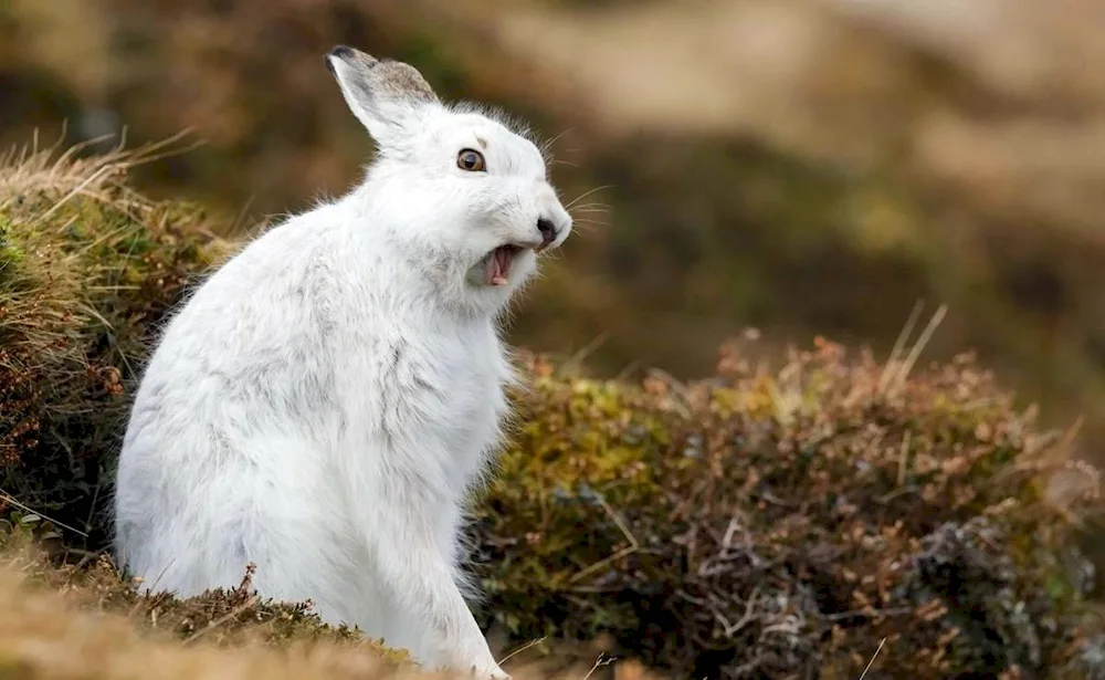 Arctic Belak