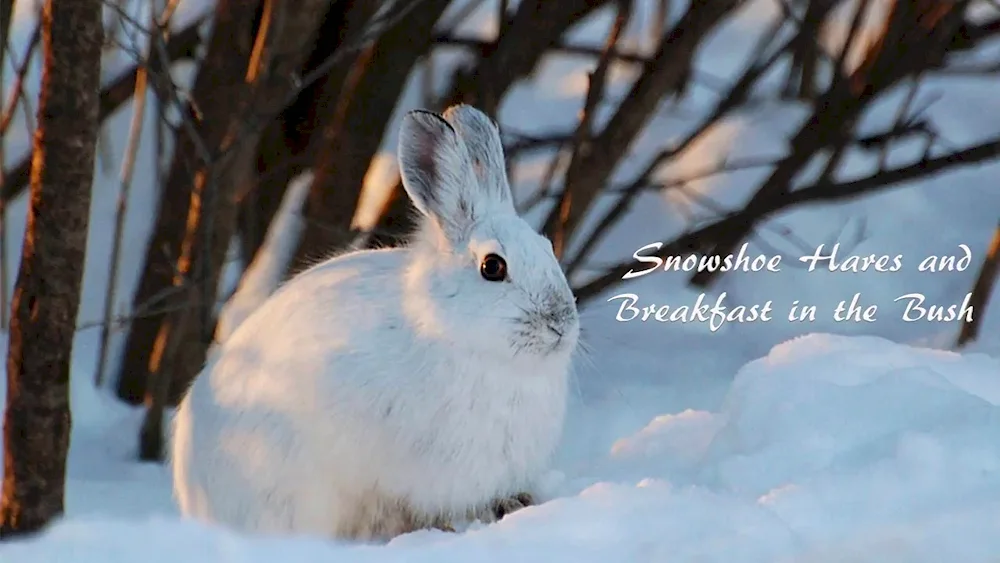 Hare Squirrel in the taiga