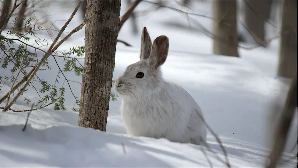 Nora hare in the winter