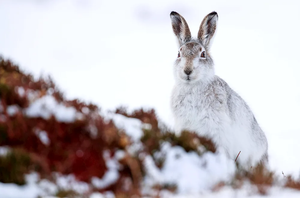 Hare Squirrel and Rusak Hare