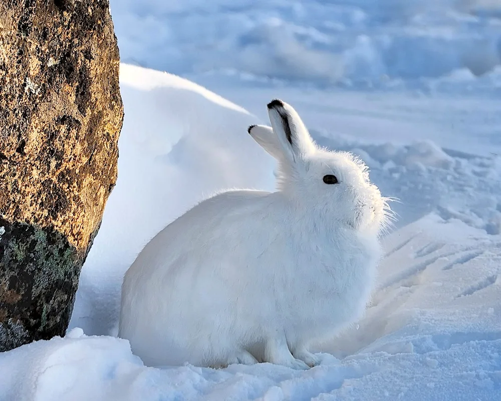 Hare Squirrel