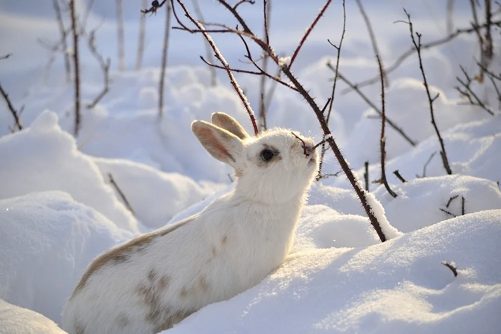 Arctic Belak