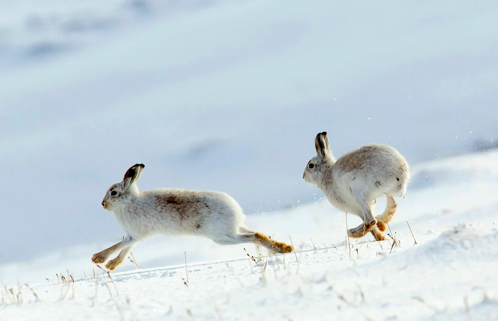 Belyak rabbit in the tundra