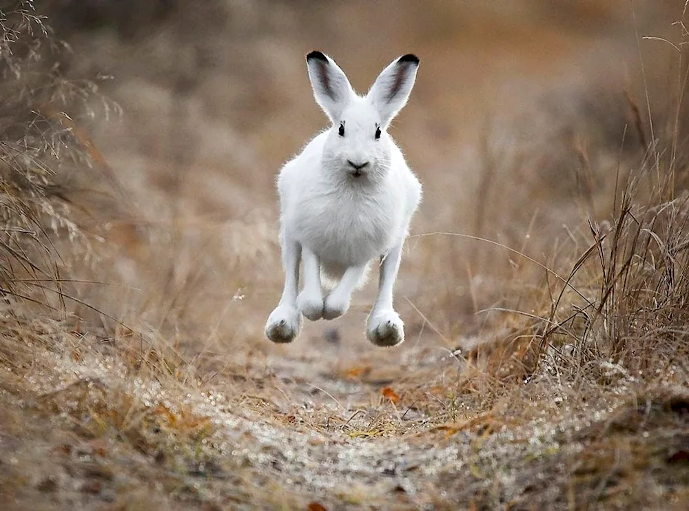 Bunny ears