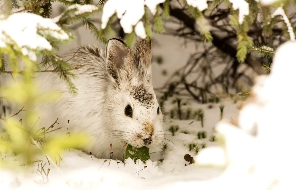 Hare Squirrel Squirrel Nora