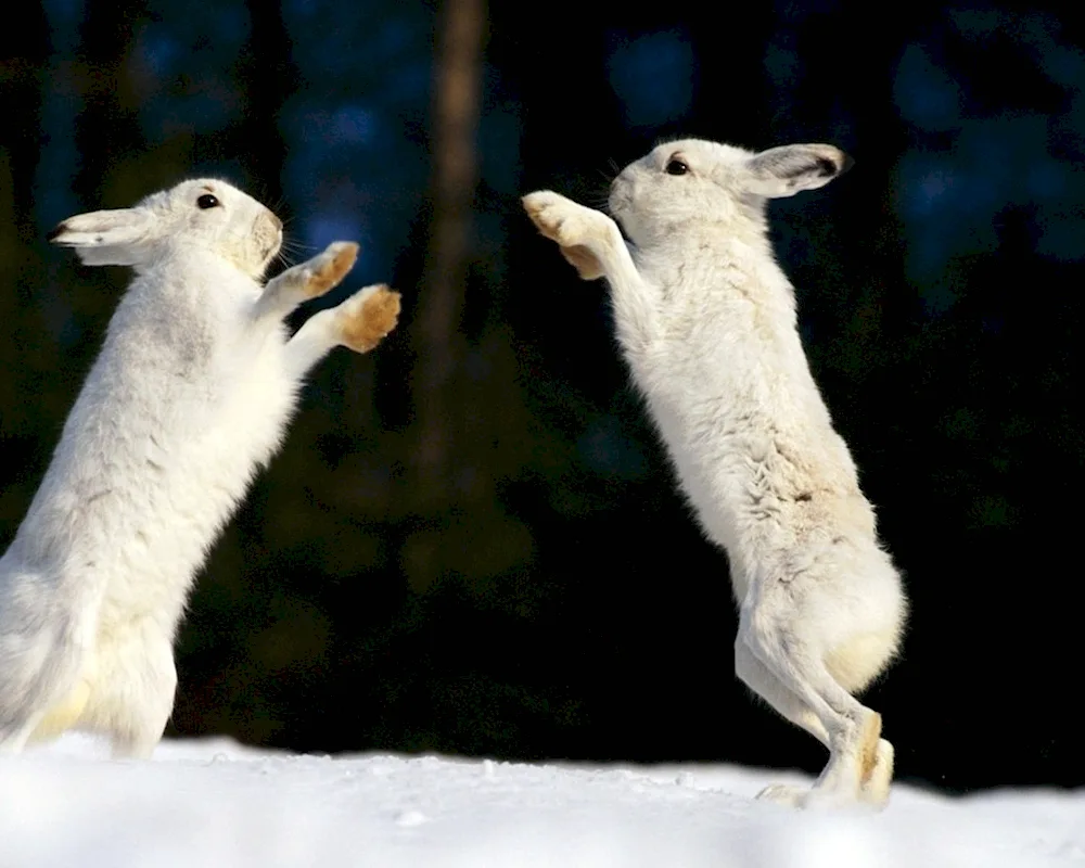 Hare on the hind legs