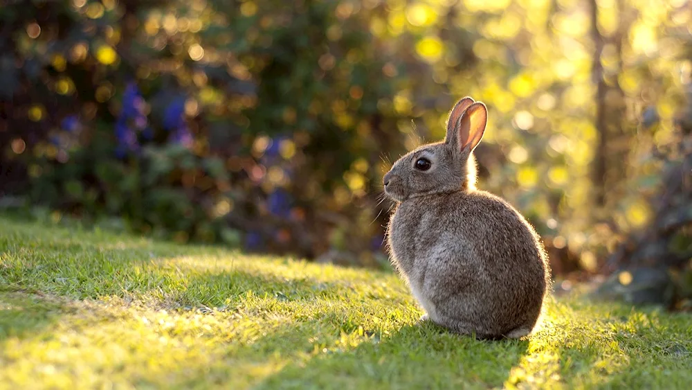 Hare on the hind legs