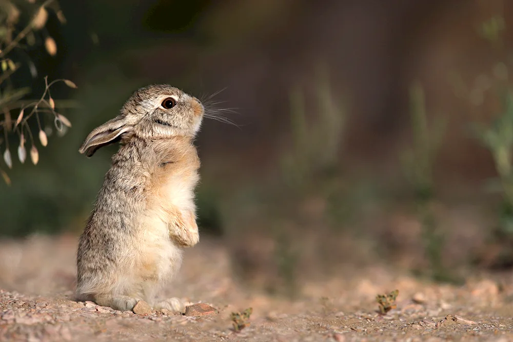 Hare on the hind legs