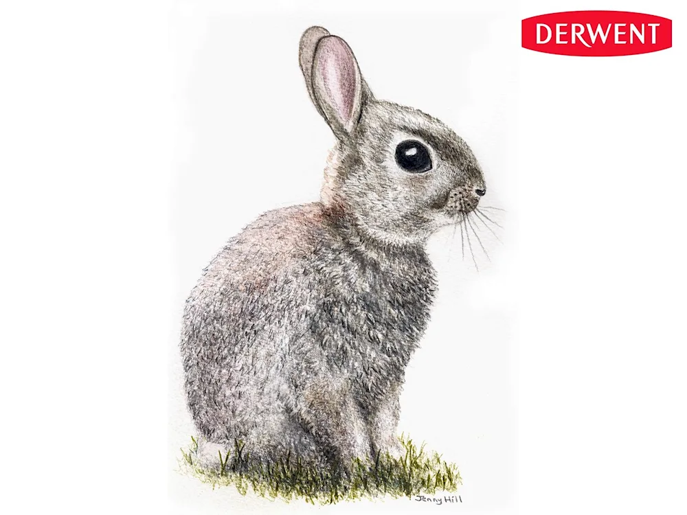 Bunny colouring for kids