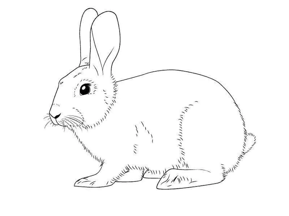 Bunny drawing for kids with pencil