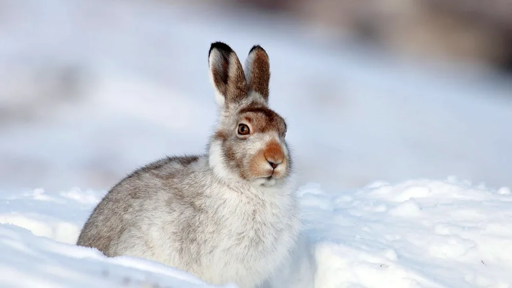 Belyak in the tundra