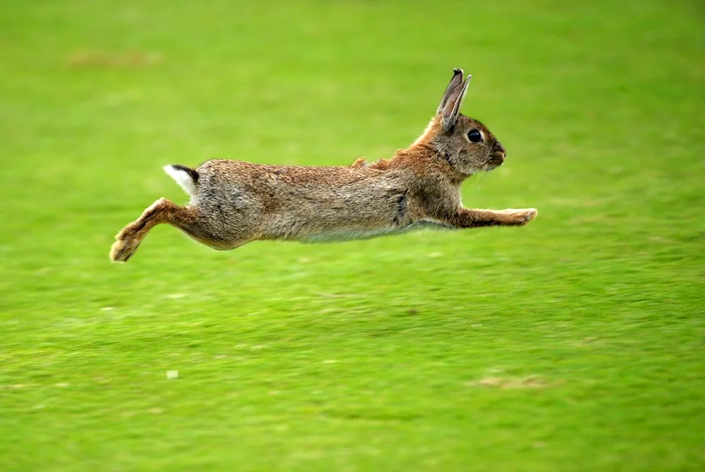 Rabbit Rusak running