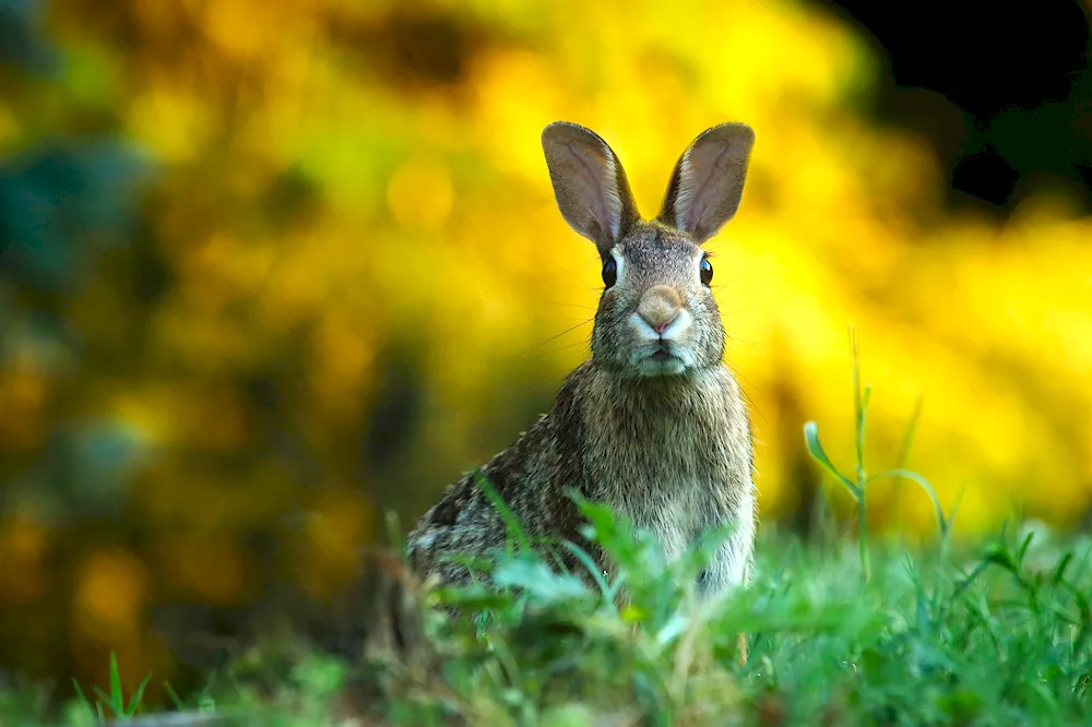 Two hares