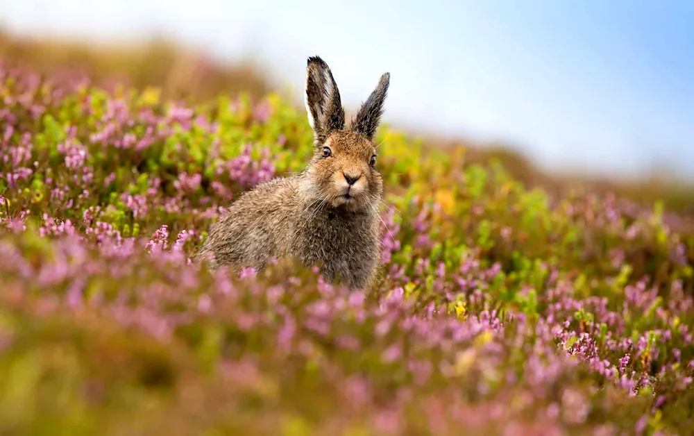 Hare in the field