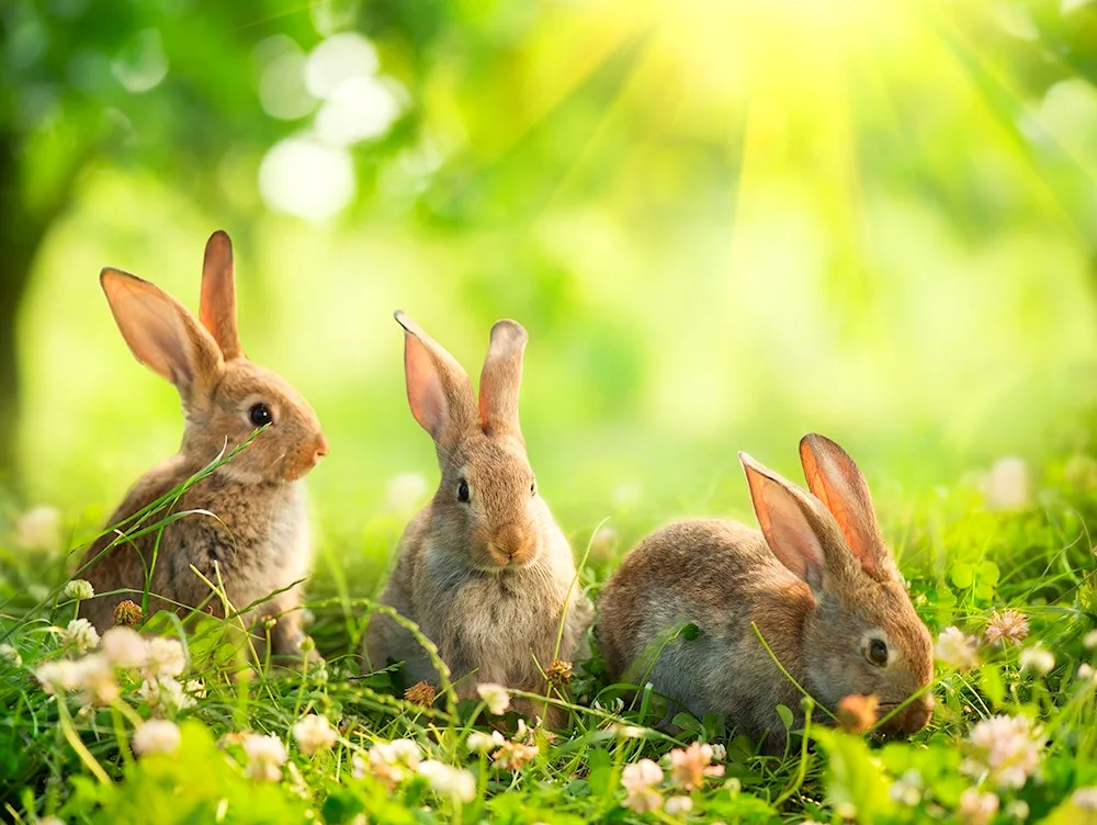 Bunny rabbits in the Glade