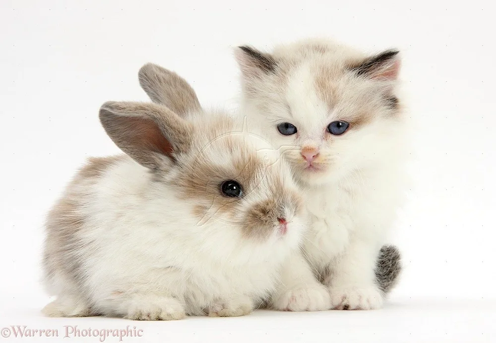 Cat and rabbit