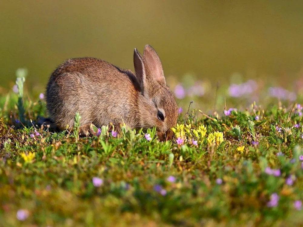 Bunny in the forest