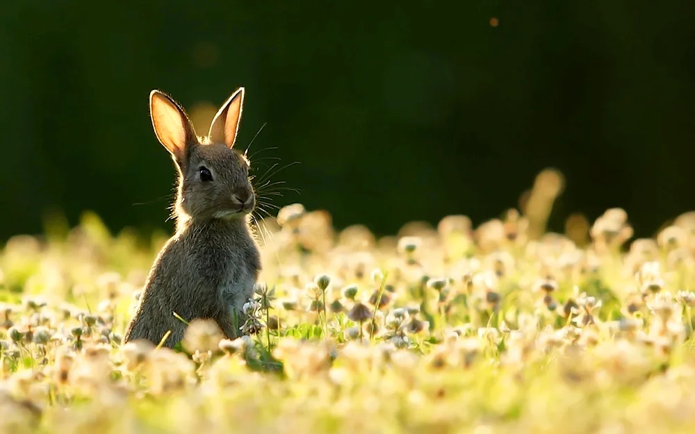 Bunnies in the grass