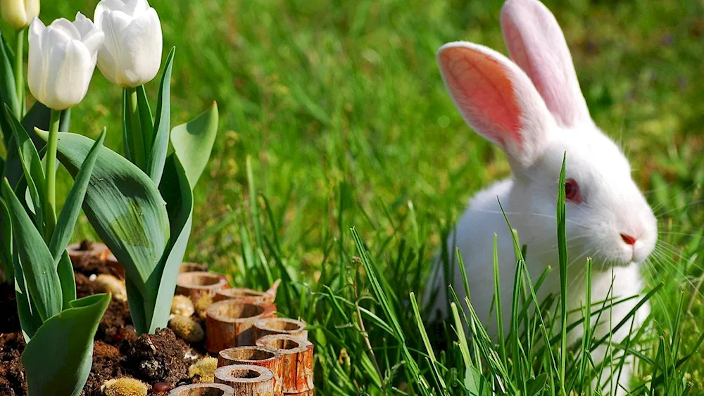 New Zealand rabbit black