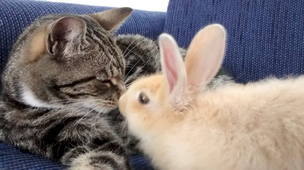 Kitten and bunny