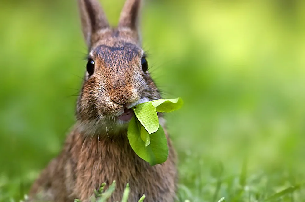 Bunnies