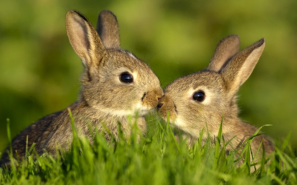 Bunny rabbits