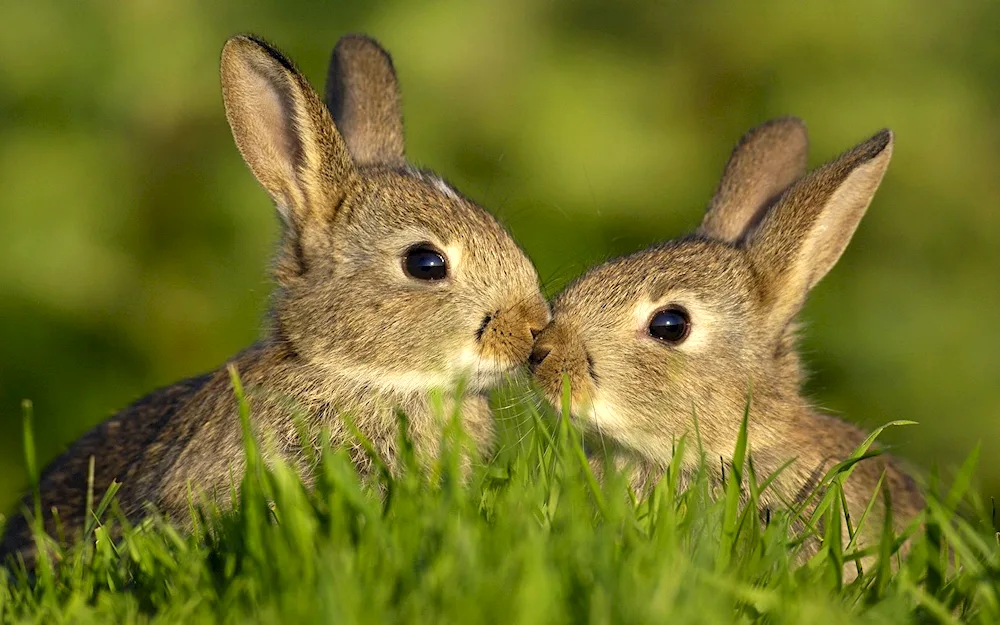 Hares and hares