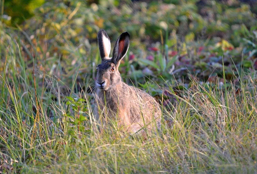 Hares of Kuznetskiy Alatau