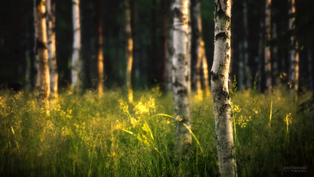 Sunset in the Birch Forest