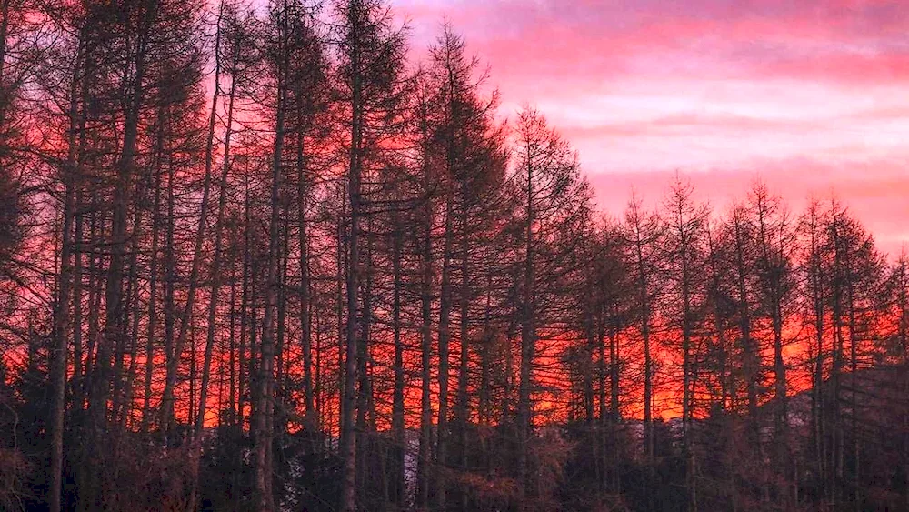 Sunset in the forest