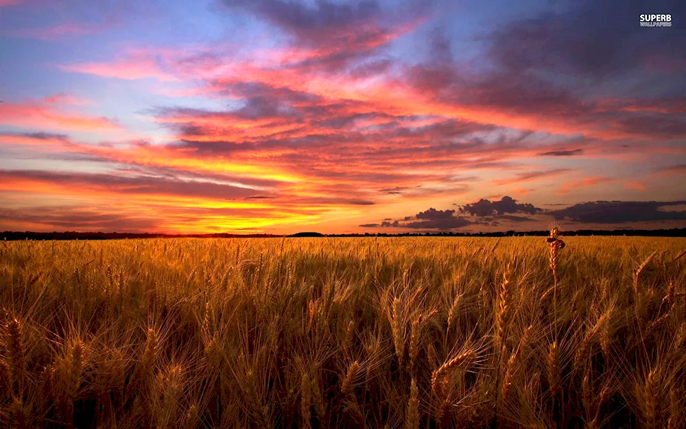 Sunset in the field