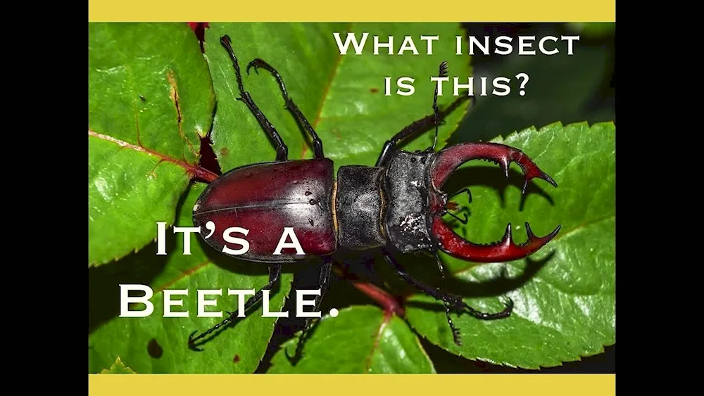 The Caucasian Stag Beetle