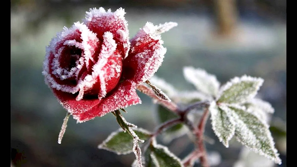 Frozen flowers flowers