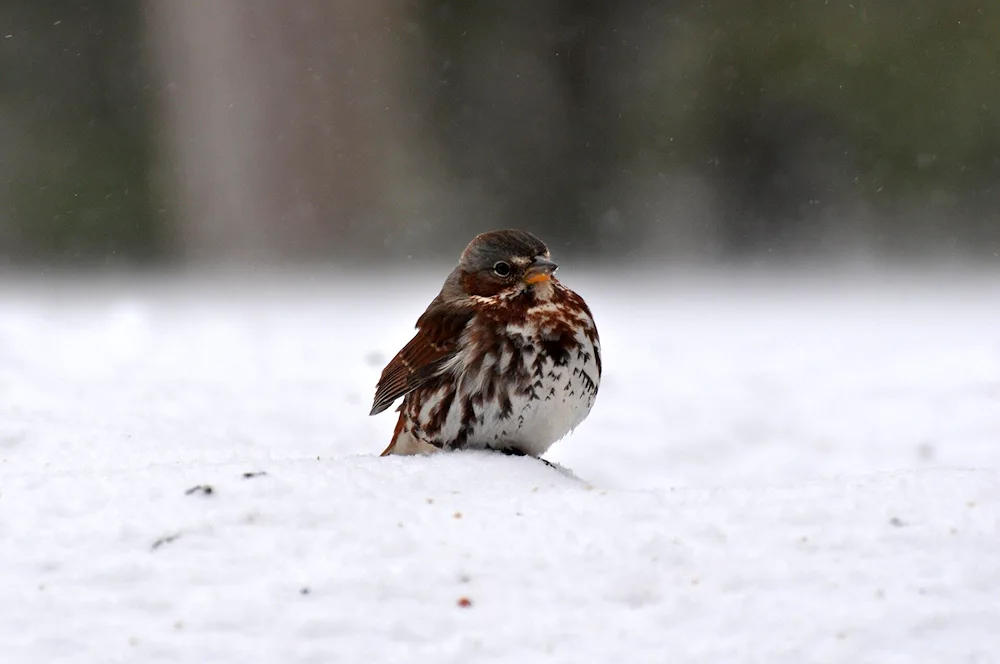 Bird on a branch