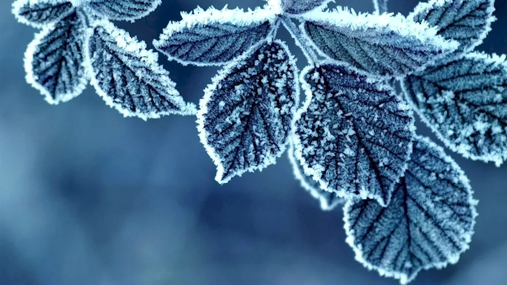 Winter wallpaper for desktop