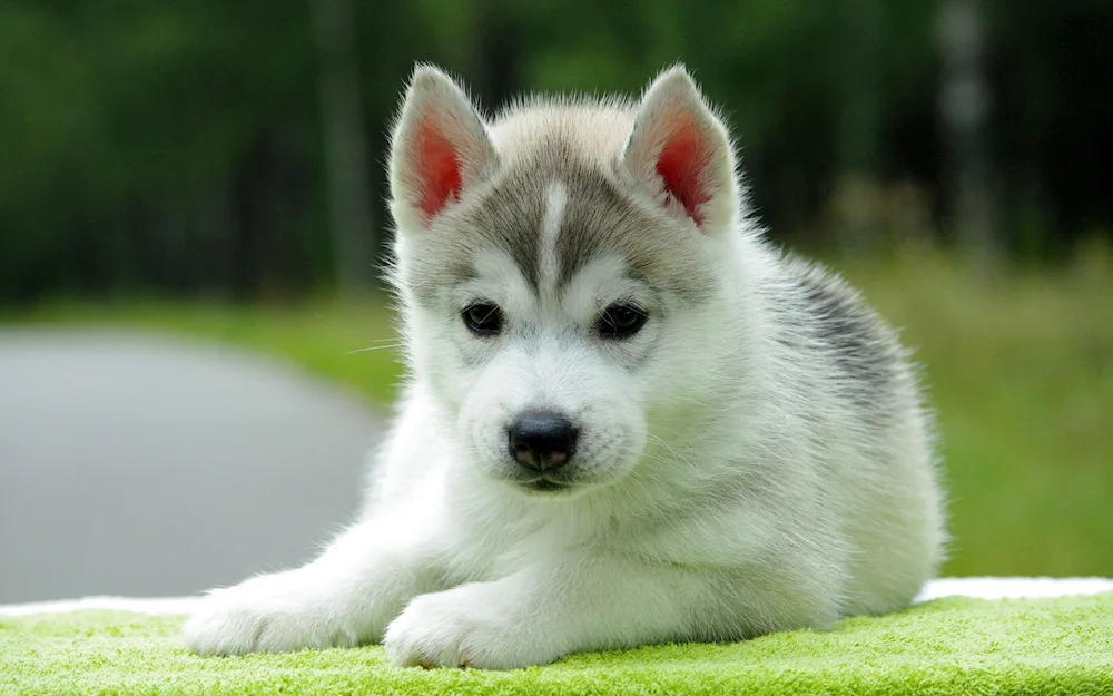 Western Siberian Husky