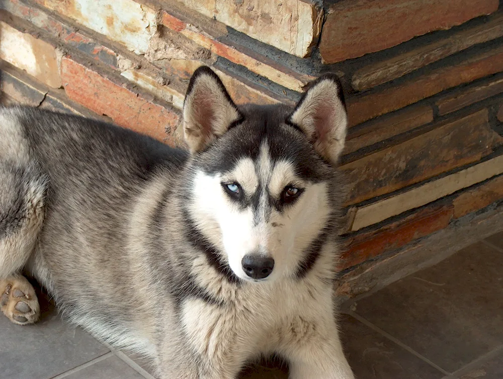 West Siberian husky